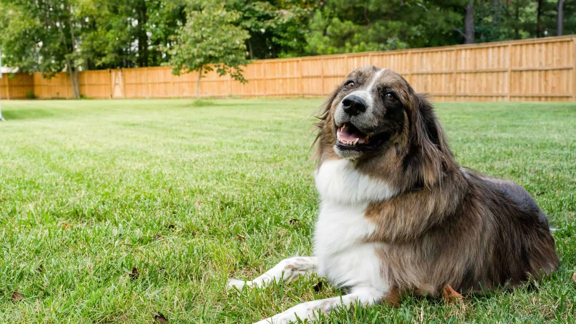 Exploring Alternative Fencing Options For Invisible Fence For Dogs