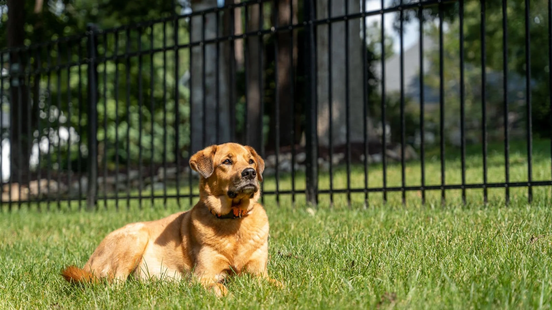 Puppy Picket fence